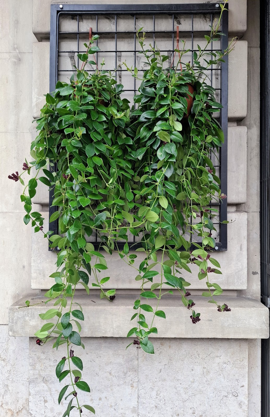 Planta colgante en jardin vertical sobre fachada de piedra de Barcelona